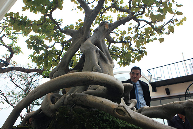 Cây bồ đề có bộ rễ ảo diệu, có tiền thiếu duyên cũng không mua được